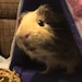 Leia
