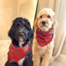 Beau & Gus