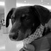 Roxie
