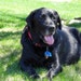 Toby