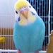 Kaz