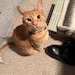 Orange Cat