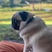 Violet the Pug
