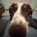 Sadie
