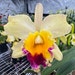Peak Orchids