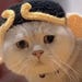PiggyCat