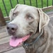 Tucker