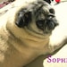Sophie
