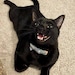 Choco-Cat