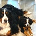 Lilly Sadie