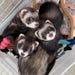 MEET OUR 3 NEW RECUES! ALL BABY GIRLS! Trinket, Arya & Baby Moo