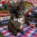 Poppy P. Pom
