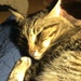 Ziggy