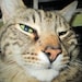 Ziggy