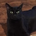 Cooper