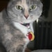 Mittsy