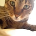 Khufu (Fu)