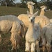 The Suri Alpaca Herd