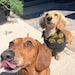 Mowgli & Louie