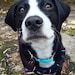 Arya