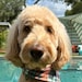 Tex the Goldendoodle
