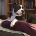 Hunk - the studio dog