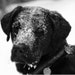 Arlo