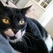 Smudgie