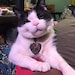 Jude the cat