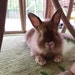 Nala Bug