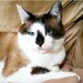 Shiloh