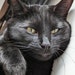 Ollie the Cat