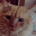 Cat Pie