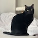 Louie