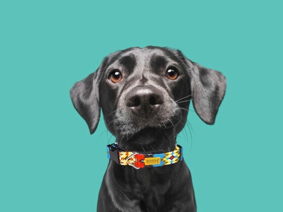 Etsy goober dog collars sales