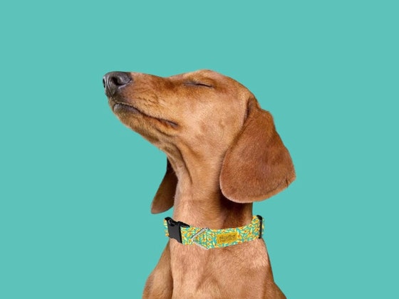 Etsy goober dog collars sales