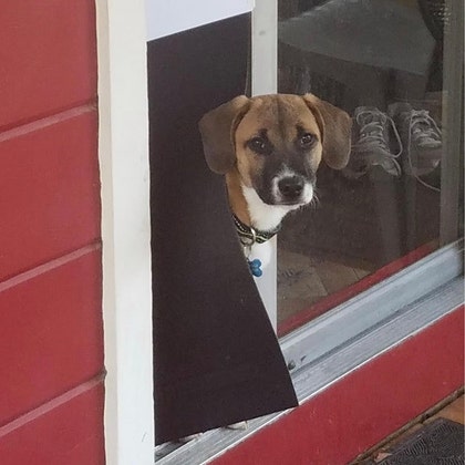 Dog door top window insert