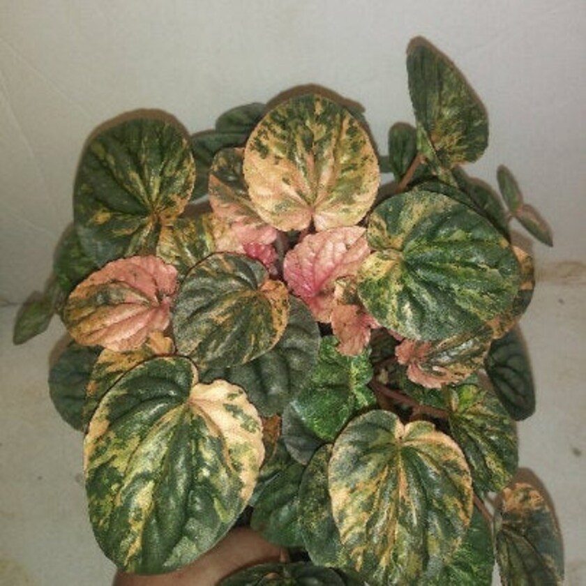 Farmer Joe Plants and The Plant Whore by FarmerJoePlantsStore