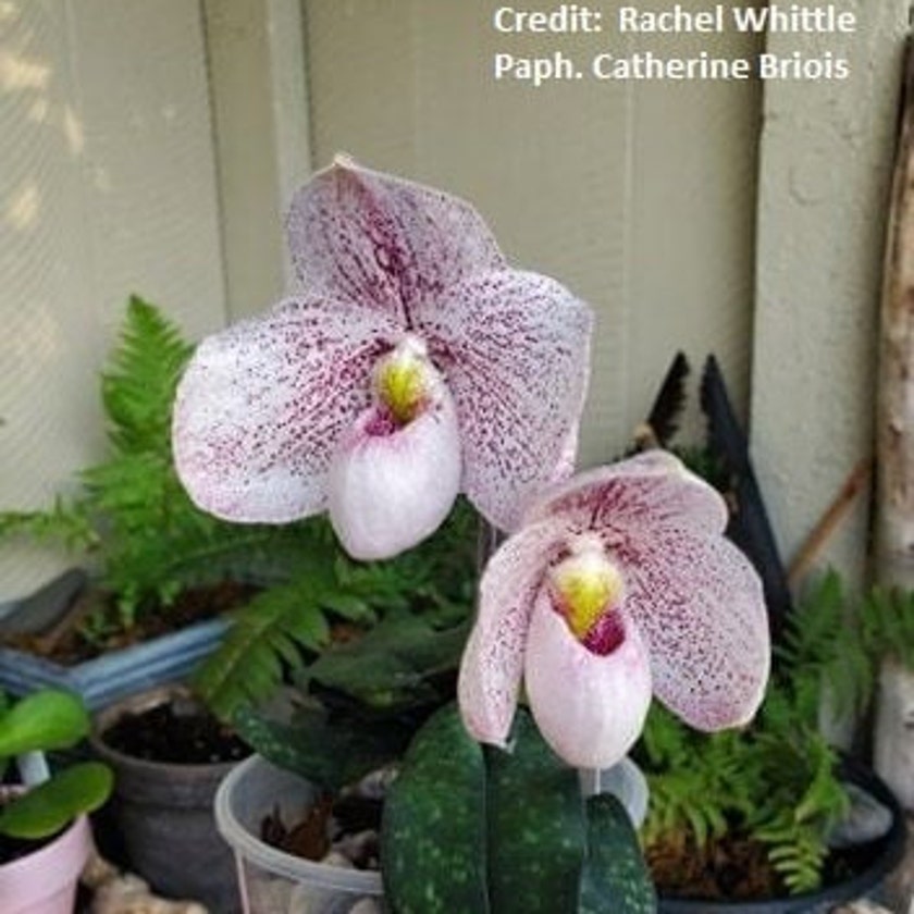 THE PLANT ADDICT SHOP by on Etsy