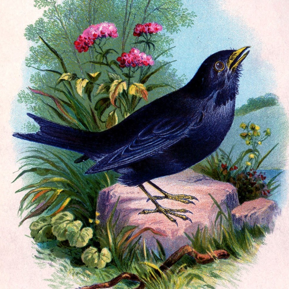 Картина Дрозд птица
