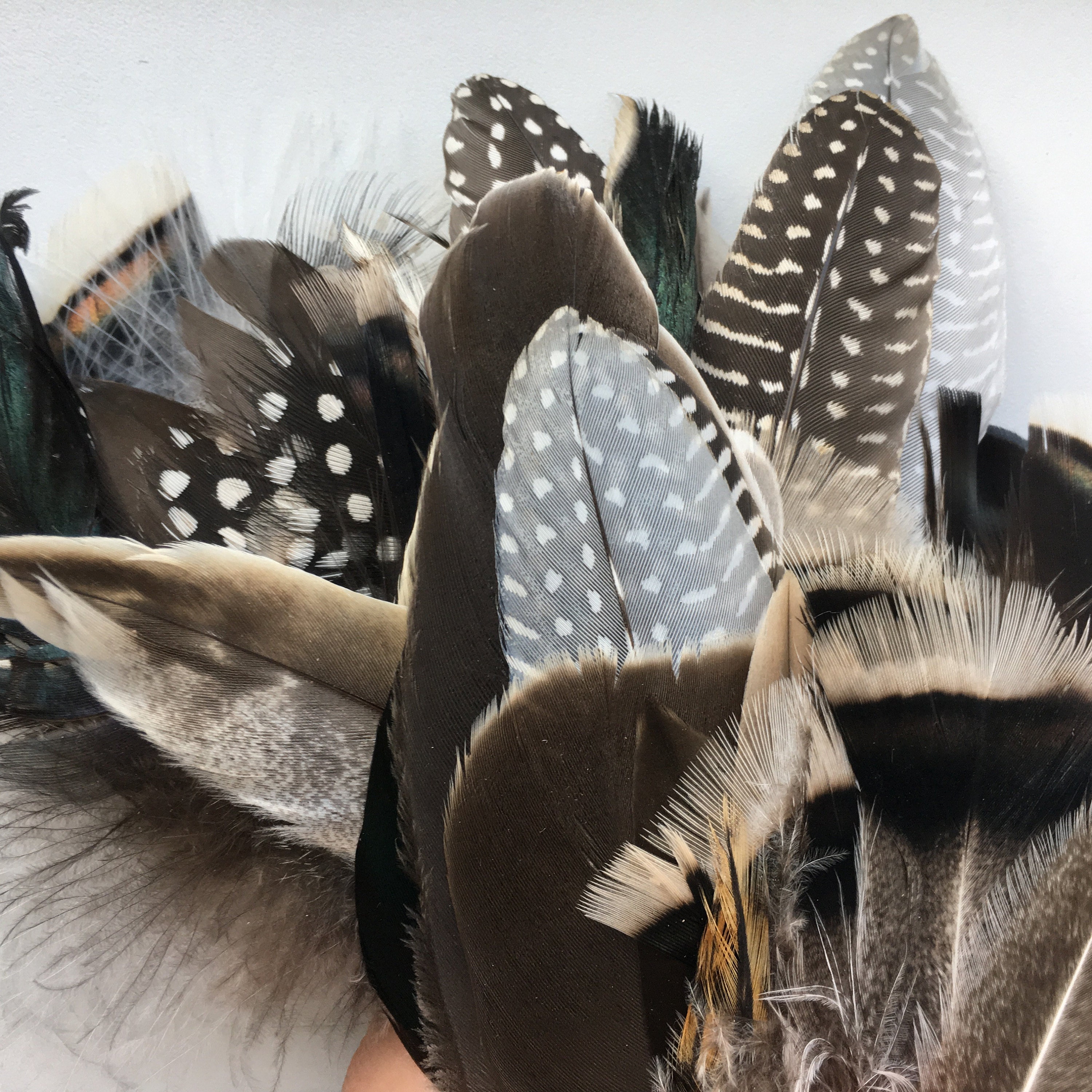 Goose Favion Feathers - Black - Iridescent