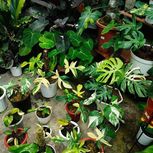 Selling plants at competitive prices by on Etsy