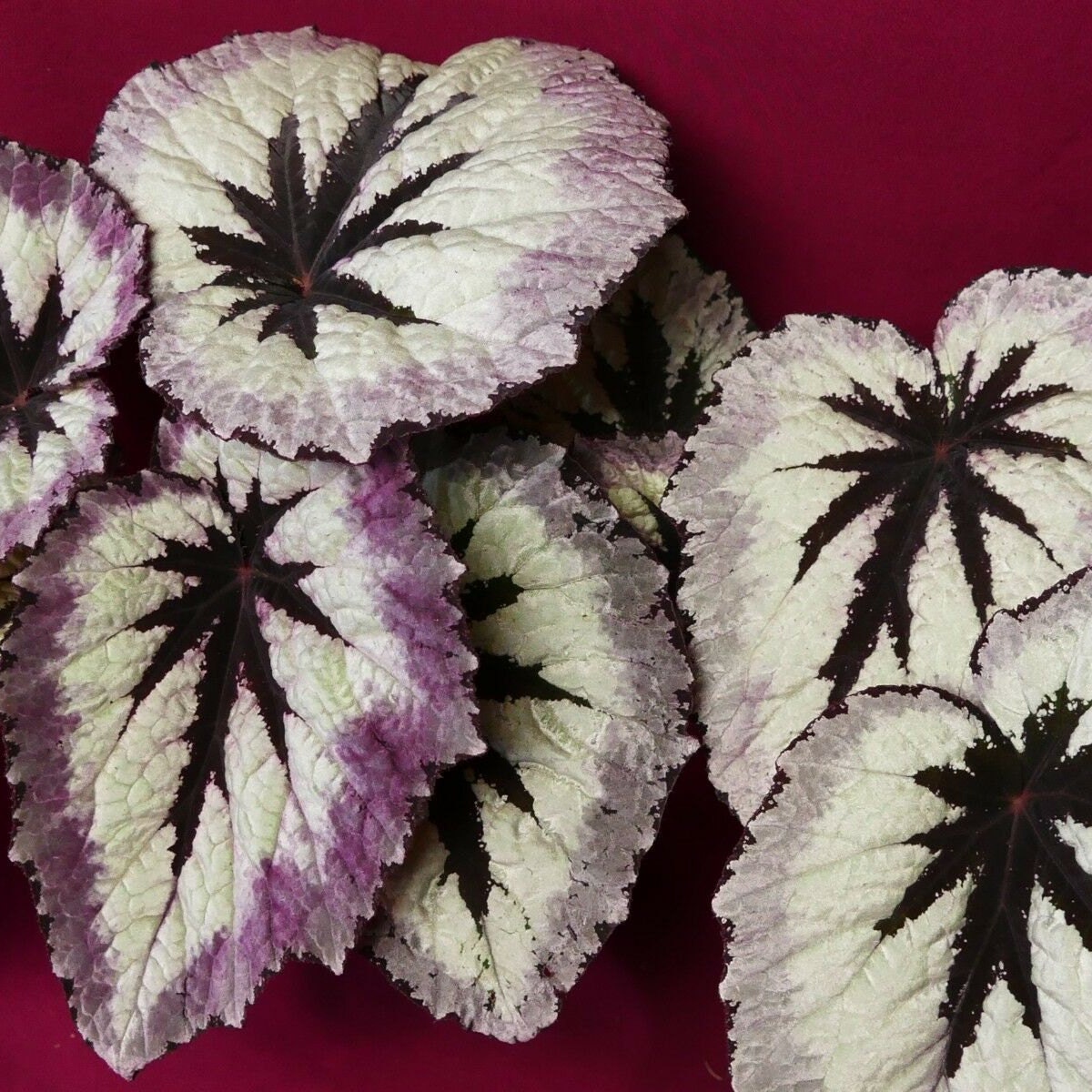African Violet Nancy Reagan 4 Pot Variegated Please Etsy