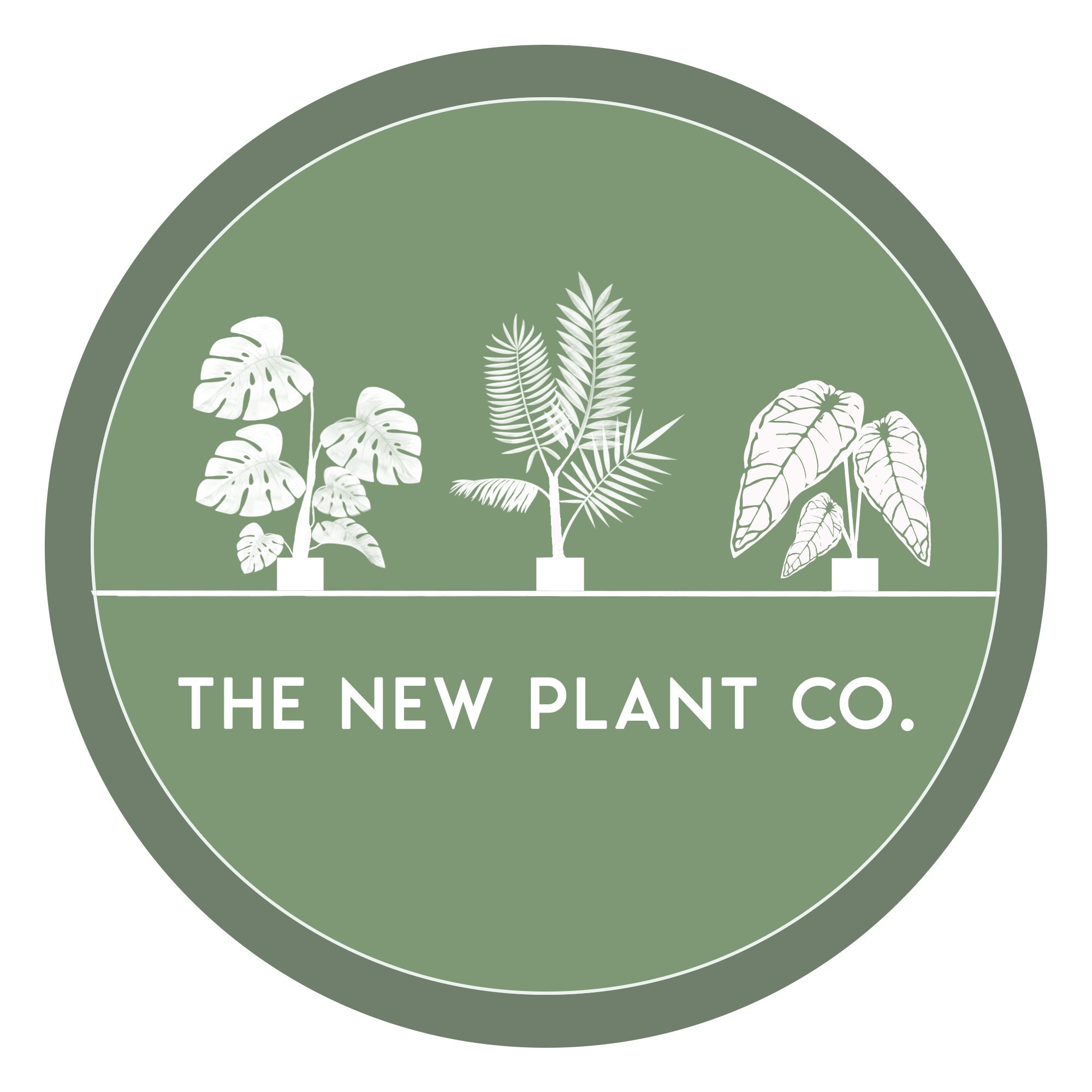 thenewplantco - Etsy