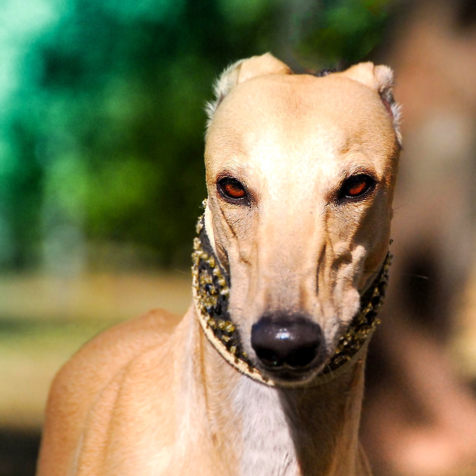 sighthound review sighthound review