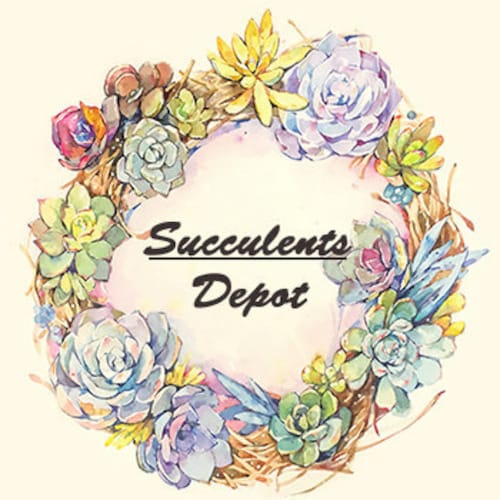 SucculentsDepot - Etsy