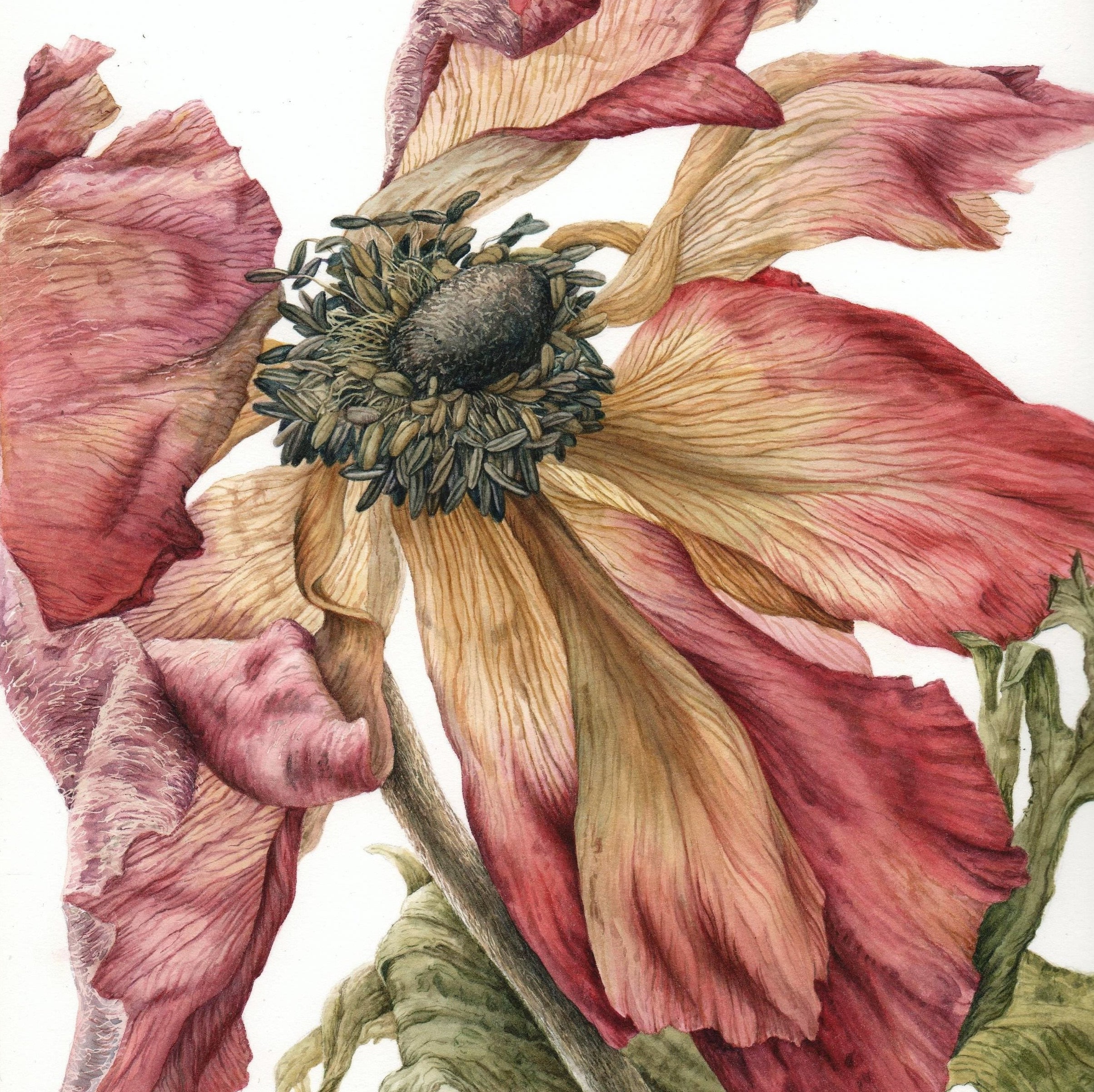 Botanical Artistry Plants, Projects And Processes (Botanical Art