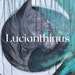 Lucianthinus
