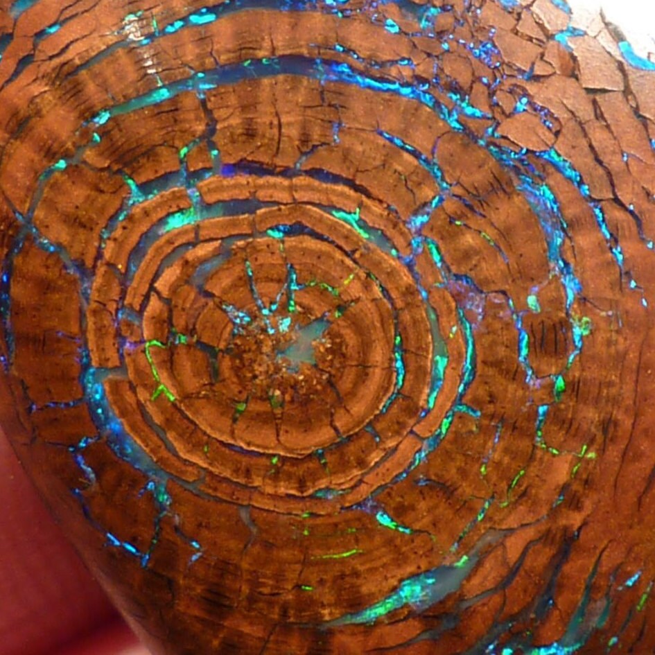 Tree fossil with opal growth best sale rings