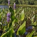 pickerelweed pottery